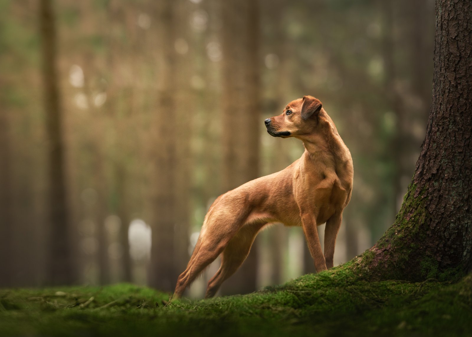 Hund im Wald der in einer majestätischen Pose zur linken Seite schaut