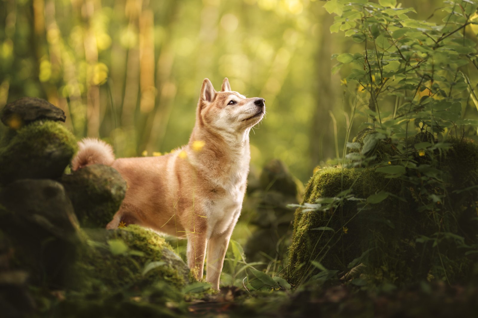 Eine Frau krault ihrem Hund den Rücken, er schaut dreht sich dabei um und schaut ihr in die Augen