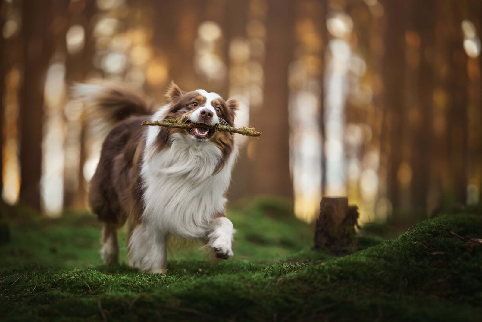 Eine Frau krault ihrem Hund den Rücken, er schaut dreht sich dabei um und schaut ihr in die Augen