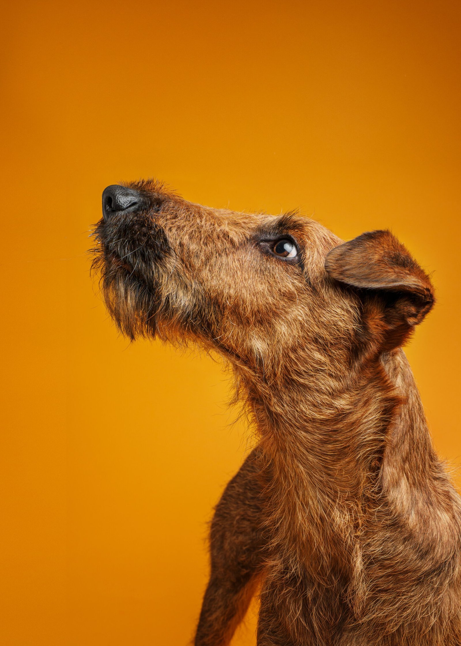 Eine Frau krault ihrem Hund den Rücken, er schaut dreht sich dabei um und schaut ihr in die Augen