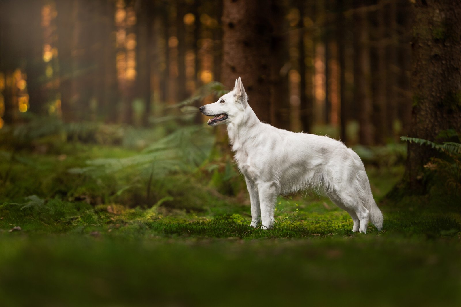 Weisser Schäferhund der verträumt in die Kamera schaut