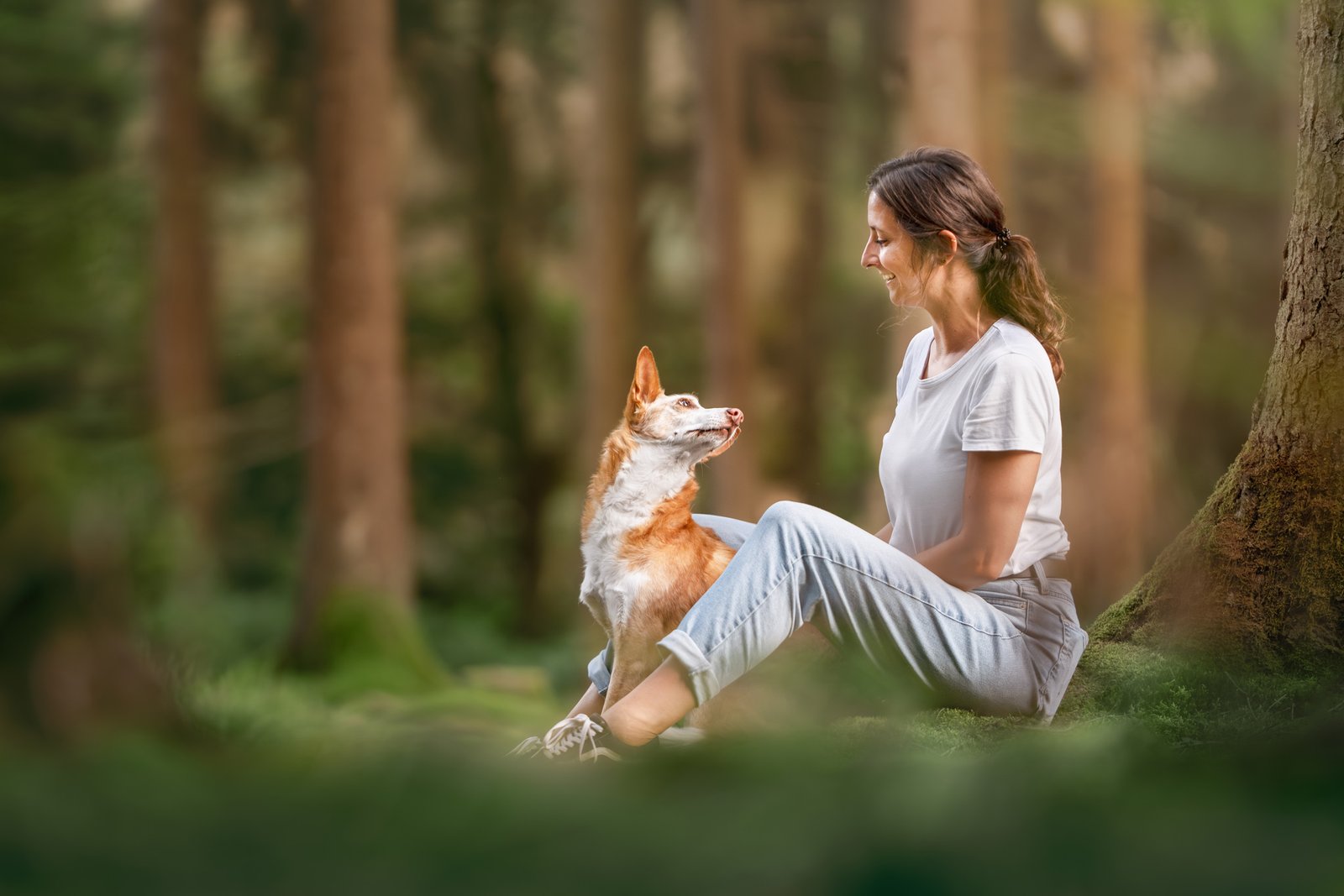 Irish Terrier der auf einer kleinen Erhöhung von Moos steht und seine Pfote anhebt.