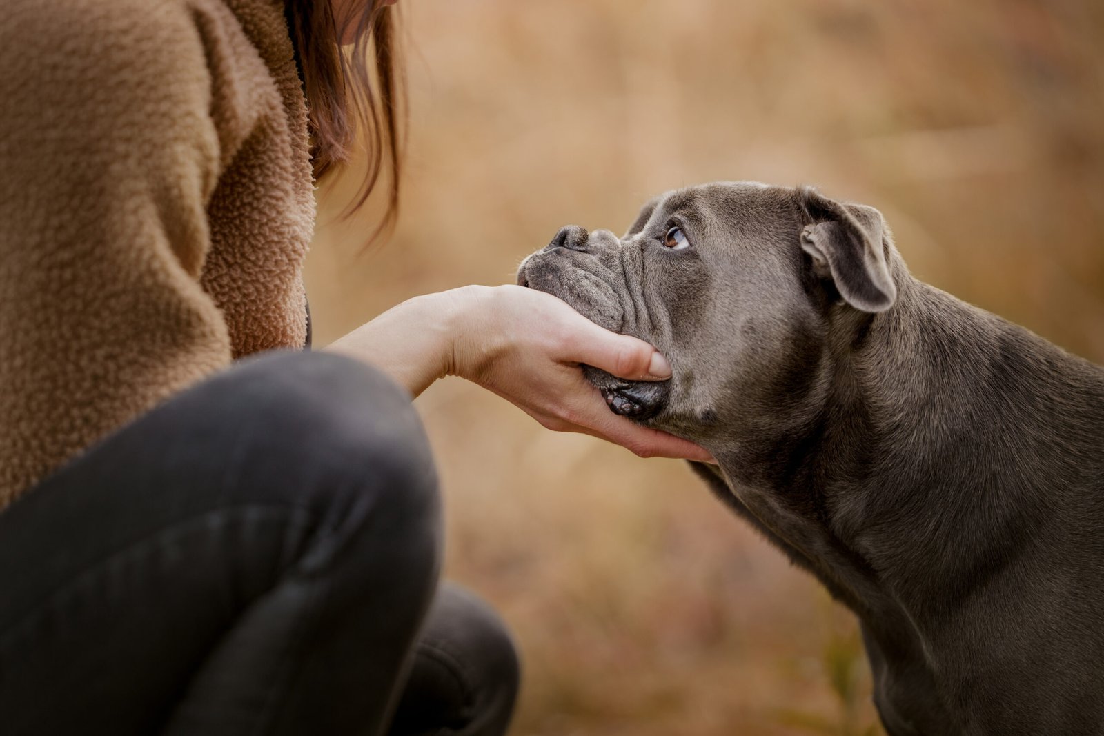 Hund hat den Kopf in die Hand der Besitzerin gelegt